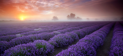 Lavendel für den Schlaf